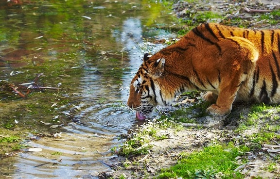 Sundarban Mangrove Forest